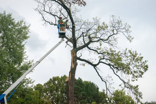 Trusted Syosset, NY Tree Removal Experts