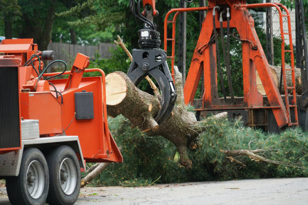 Best Root Management and Removal  in Syosset, NY